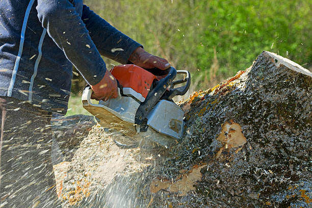 Best Seasonal Cleanup (Spring/Fall)  in Fairbanks Ranch, CA